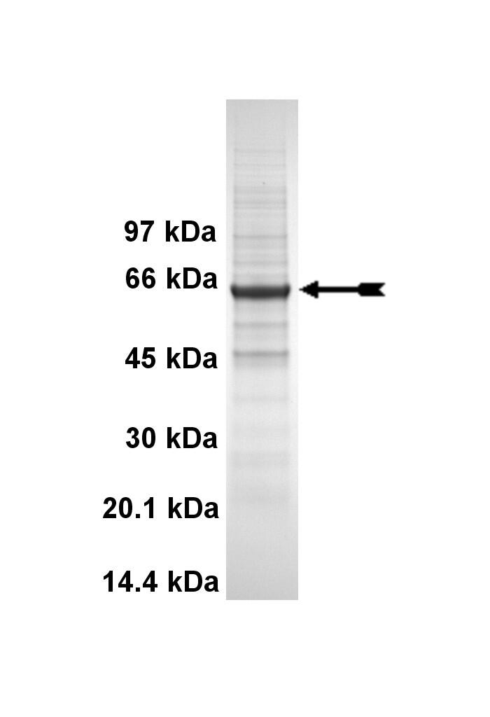 CLK3, active