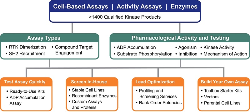 Choose the Solution That Best Meets Your Kinase Discovery Program Needs