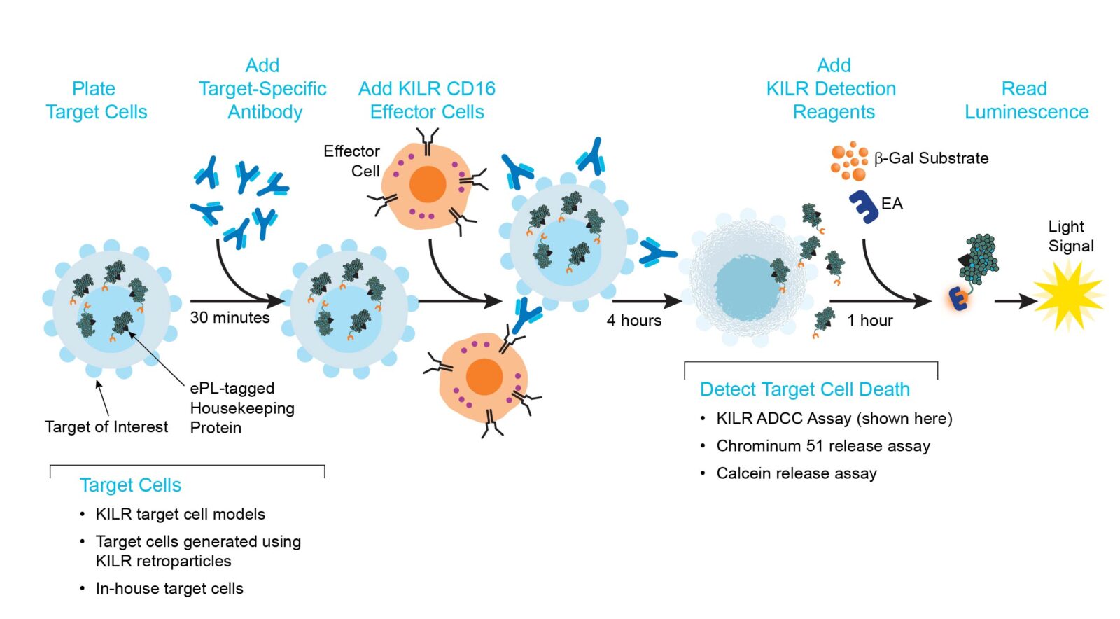 KILR ADCC Assay Principle using KILR CD16 Effector Cells