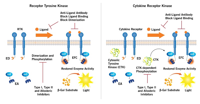 PathHunter receptor tyrosine and cytosolic tyrosine kinase functional and activity assay principle