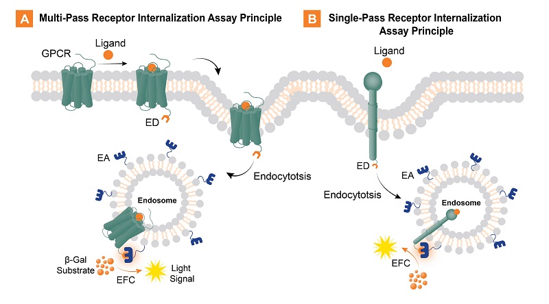 Internalization assay principles for multi- and single-pass receptors.