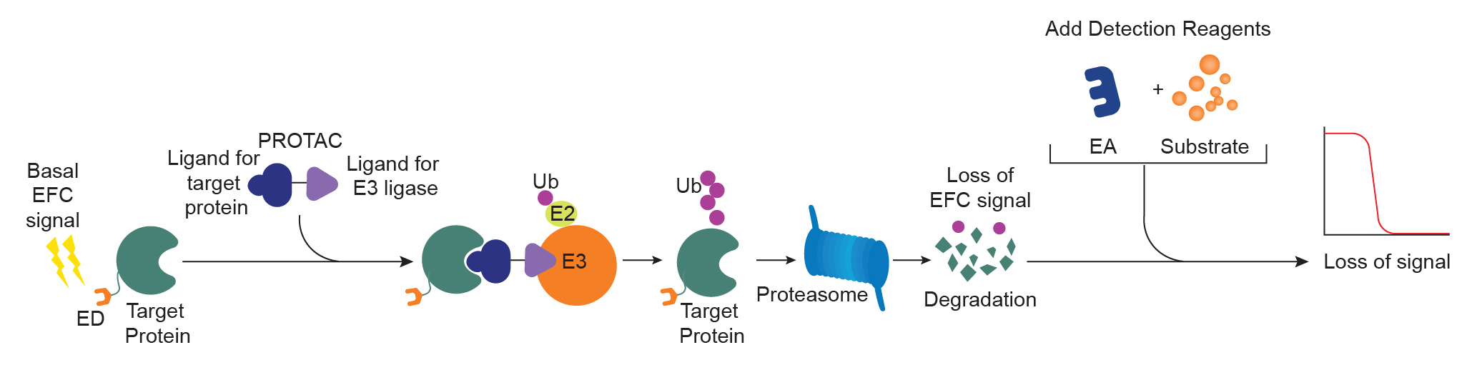 SPRINTer Protein Turnover Biosensor Assay Principle