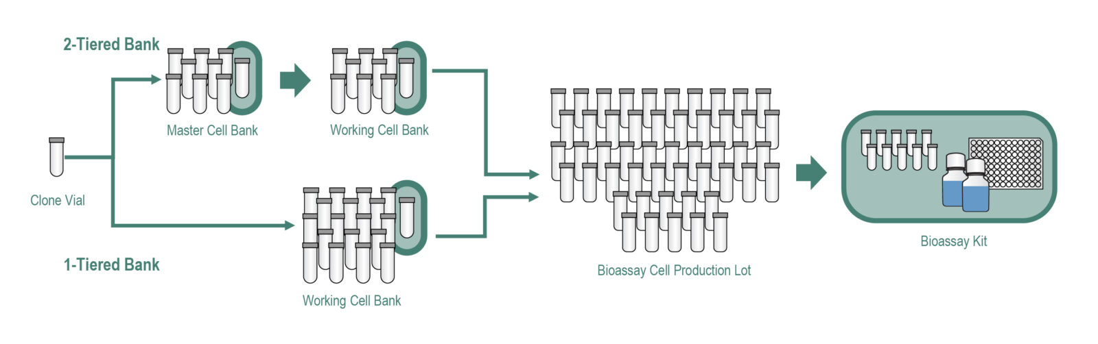 Analytical Cell Banks for Bioassay Production Workflow