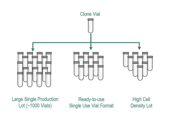 Examples of Customized Cell Scale-up Production Options